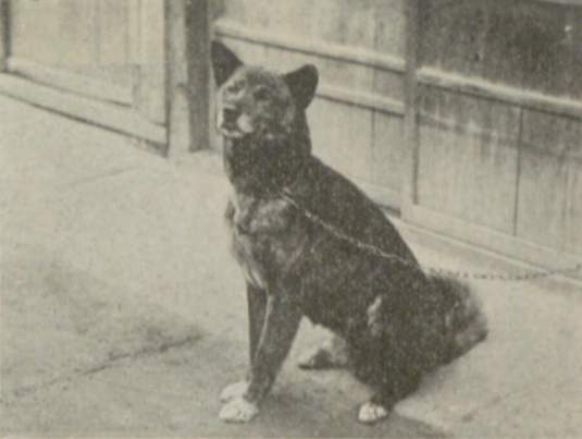 山陽犬