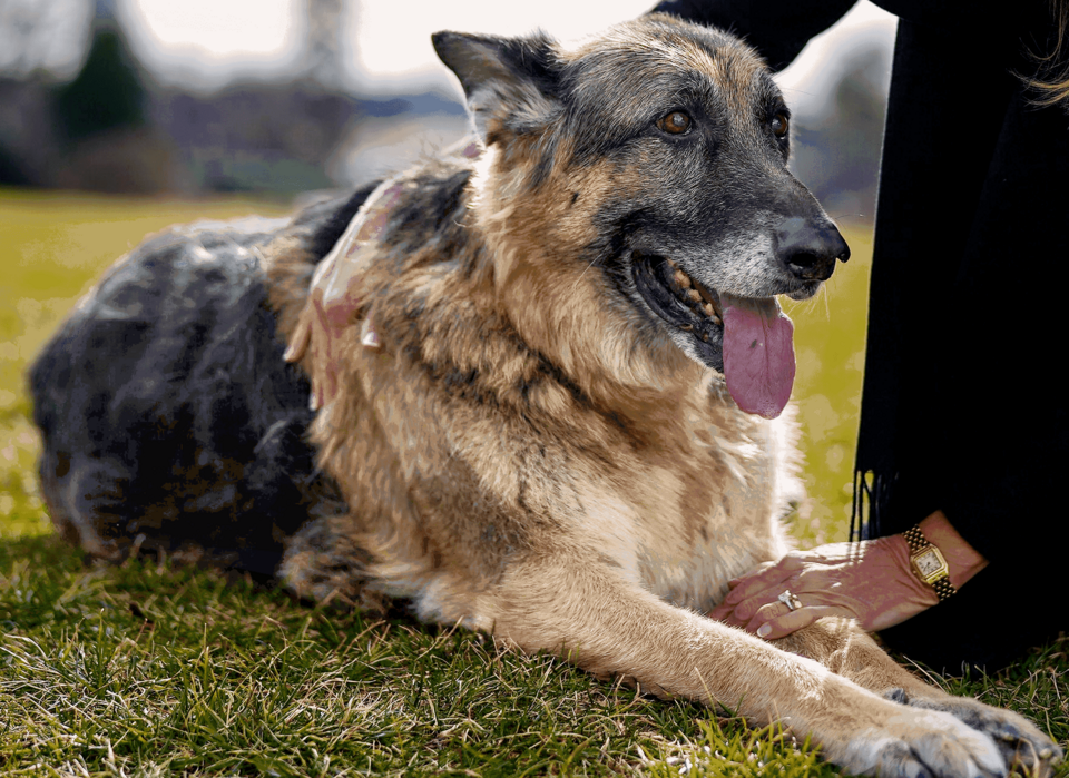 メイジャー (犬)