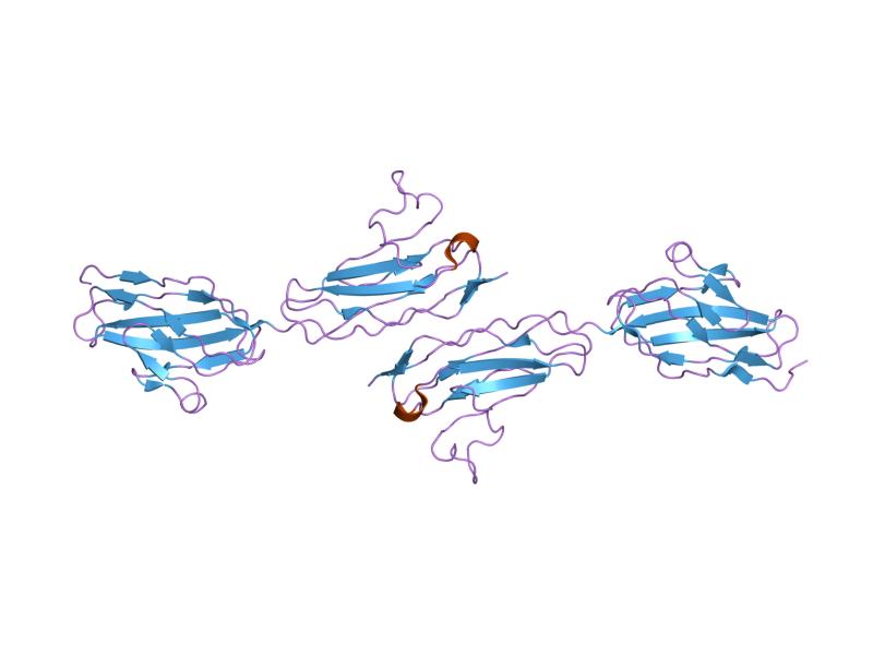 Junctional adhesion molecule