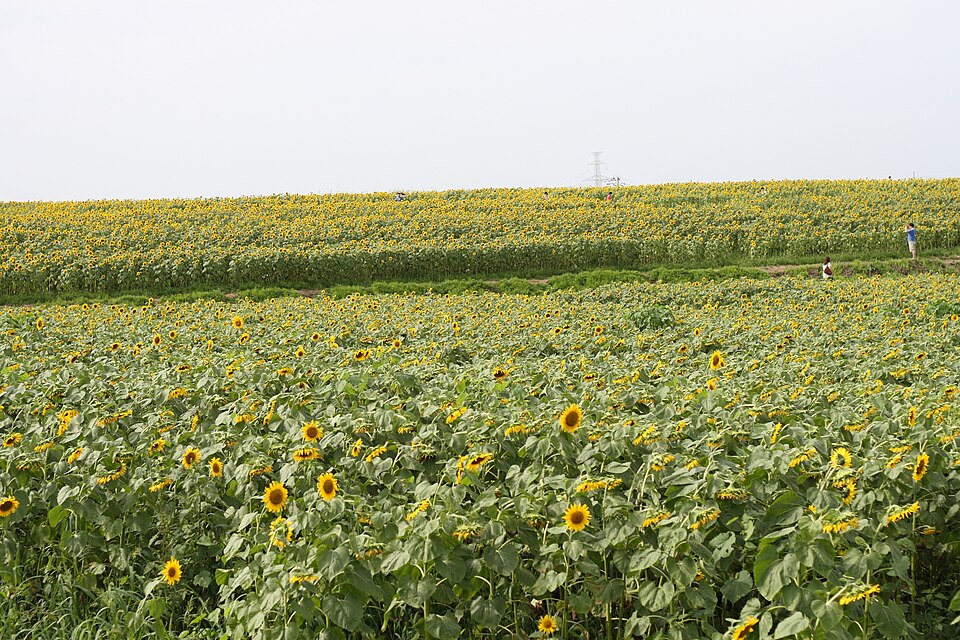 三本木町_(宮城県)